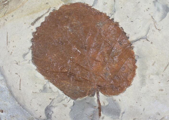 Detailed, Paleocene Fossil Leaf (Davidia) - Montana #75861